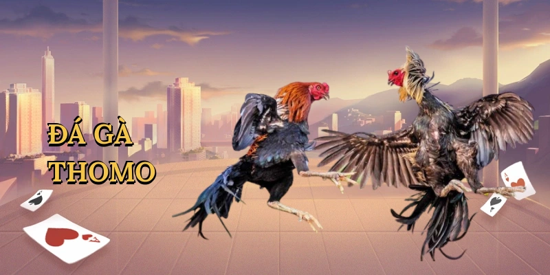 Đá gà Thomo