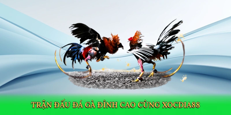 Trận đấu đá gà đỉnh cao cùng Xocdia88