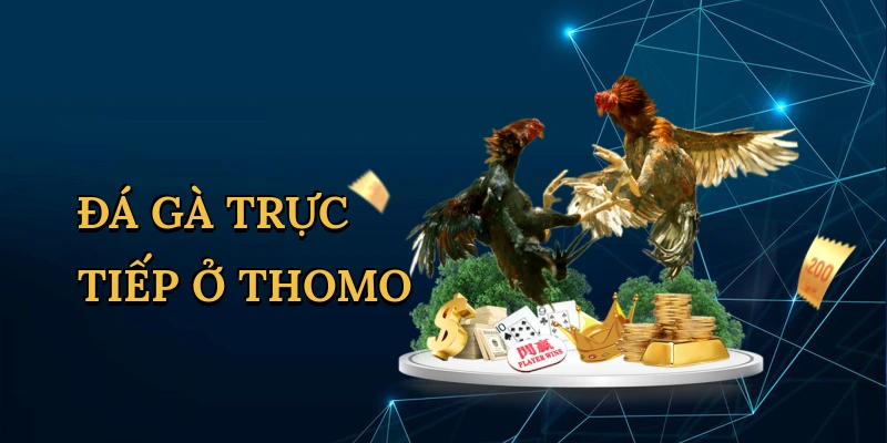 Đá gà trực tiếp ở Thomo