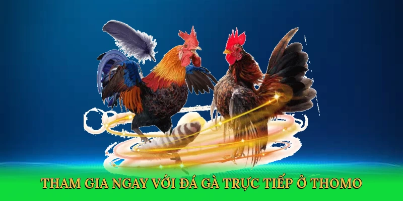 Tham gia ngay với Đá gà trực tiếp ở Thomo